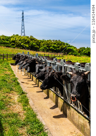 新緑の牧場の里あづま 黒毛和牛 【長崎県雲仙市】 新緑の牧場の里あづま 黒毛和牛 【長崎県雲仙市】 116414494