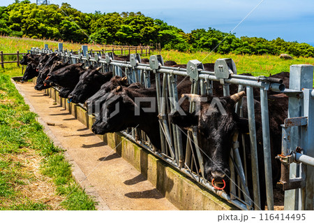 新緑の牧場の里あづま 黒毛和牛 【長崎県雲仙市】 新緑の牧場の里あづま 黒毛和牛 【長崎県雲仙市】 116414495