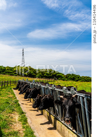 新緑の牧場の里あづま　黒毛和牛　【長崎県雲仙市】 116414496