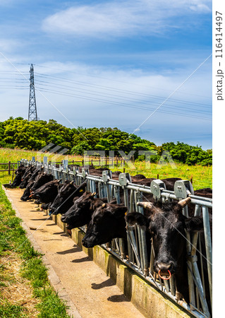 新緑の牧場の里あづま 黒毛和牛 【長崎県雲仙市】 新緑の牧場の里あづま 黒毛和牛 【長崎県雲仙市】 116414497