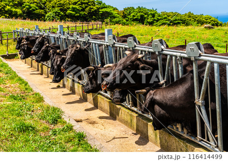 新緑の牧場の里あづま　黒毛和牛　【長崎県雲仙市】 116414499