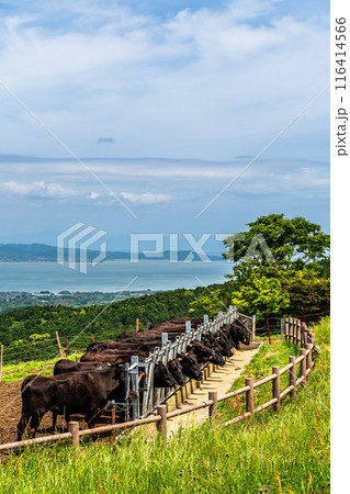 新緑の牧場の里あづま 黒毛和牛 【長崎県雲仙市】 新緑の牧場の里あづま 黒毛和牛 【長崎県雲仙市】 116414566