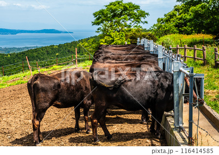 新緑の牧場の里あづま 黒毛和牛 【長崎県雲仙市】 新緑の牧場の里あづま 黒毛和牛 【長崎県雲仙市】 116414585