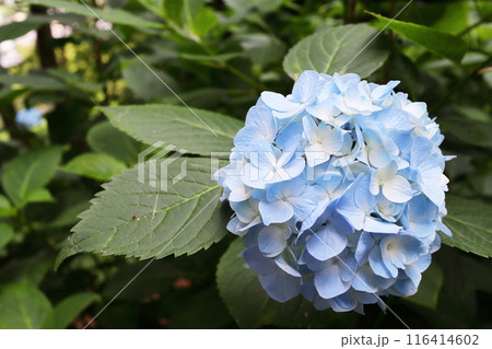 空色の紫陽花 空色の紫陽花 116414602