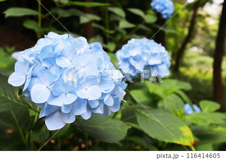 空色の紫陽花 空色の紫陽花 116414605