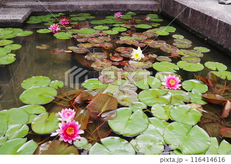 水路に浮かぶ水連の花 水路に浮かぶ水連の花 116414616