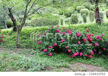 濃い赤色の紫陽花 濃い赤色の紫陽花 116414763
