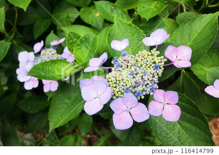 淡いピンク色の装飾花と青い両性花のガクアジサイ 116414799