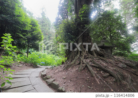 神社の境内に生える巨木の根 116414806