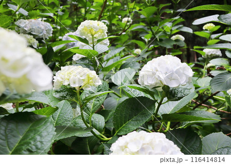 白い紫陽花 116414814
