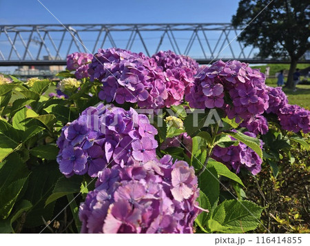 あじさいと鉄橋を走る電車 116414855