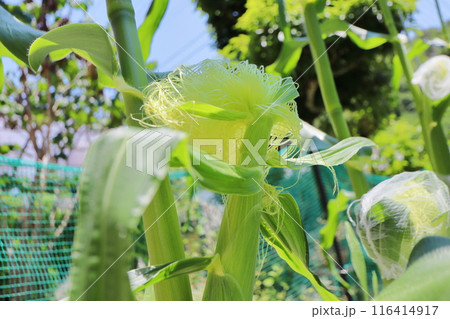家庭菜園のトウモロコシの雌穂 116414917