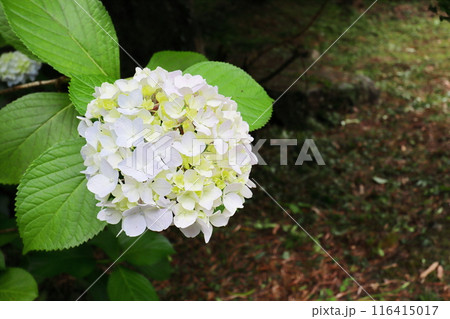 白い紫陽花 白い紫陽花 116415017