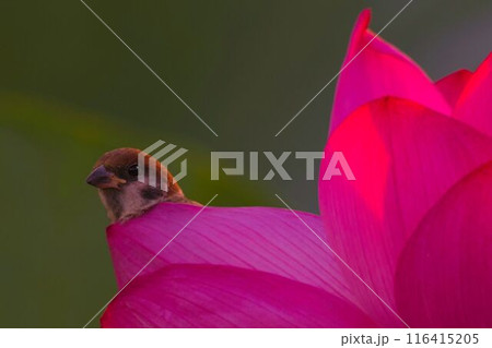 蓮の花から覗き込むスズメ 116415205