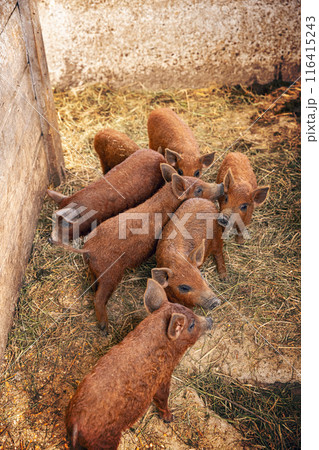Seven mangalica piglets 116415243