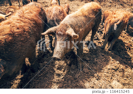 Group of mangalica pigs 116415245