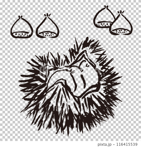 用墨水和畫筆繪製的栗子和毛刺的手繪插圖 116415539