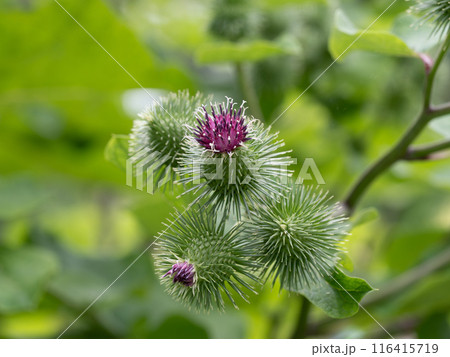 赤紫の牛蒡の花 赤紫の牛蒡の花 116415719