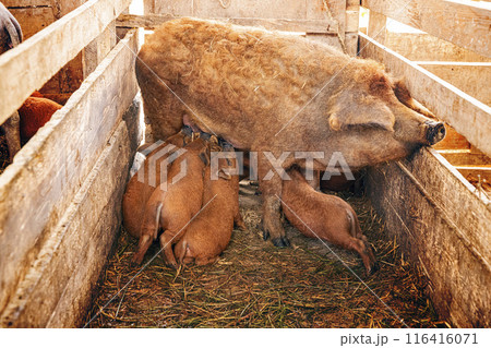 Mangalitsa sow nursing piglets 116416071