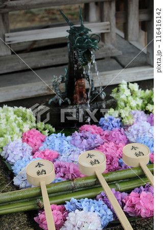 手水舎に浮かぶ紫陽花 手水舎に浮かぶ紫陽花 116416142
