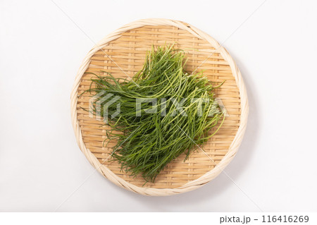 おかひじき 116416269