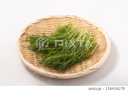 おかひじき 116416270