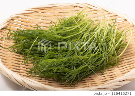 おかひじき 116416271