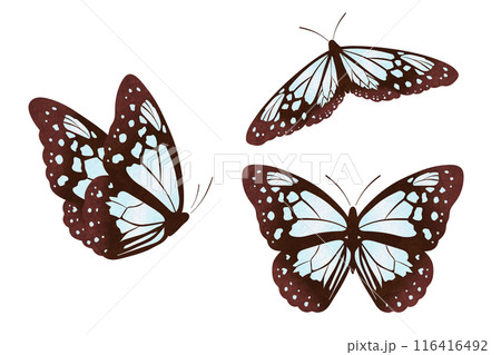 アサギマダラ 116416492