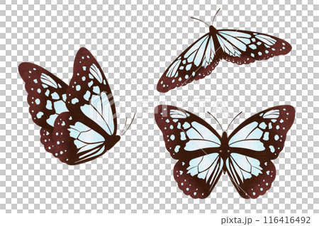 アサギマダラ 116416492