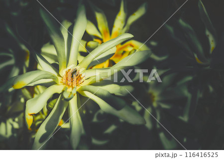 Light grunge magnolia flower in dark shadow 116416525