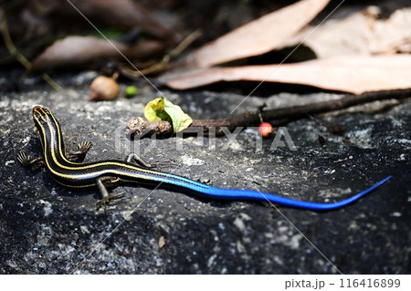 ニホントカゲの幼体 116416899