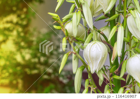 Close-up of white yucca flowers with side warm yellow light from the summer sun. Park ornamental plants for landscaping 116416907