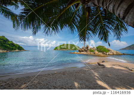 Coconut tree under bright sunlight and windy day near the beach. blue sky background 116416936
