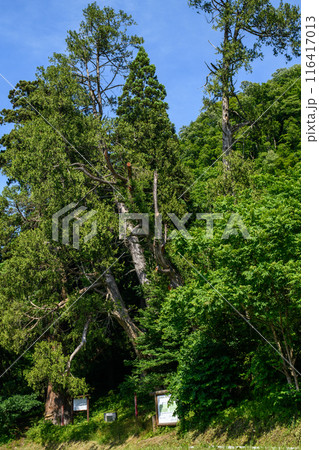 岩神権現杉と岩神権現のクロベ　山形県 116417013