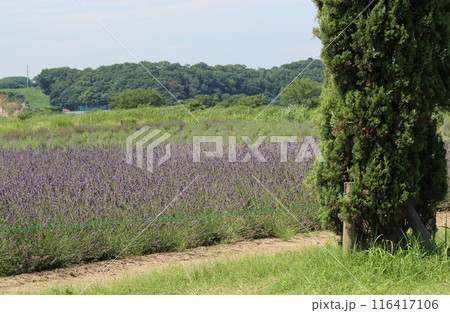 薬用・香料用にも利用されるラベンダー畑 116417106