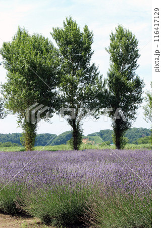 薬用・香料用にも利用されるラベンダー畑 薬用・香料用にも利用されるラベンダー畑 116417129