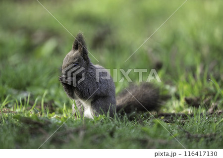 新緑の中で木の実を食べるエゾリス 新緑の中で木の実を食べるエゾリス 116417130