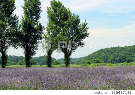 薬用・香料用にも利用されるラベンダー畑 116417131