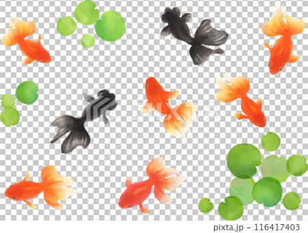 金魚が泳ぐ和風水彩イラスト-素材セット 116417403