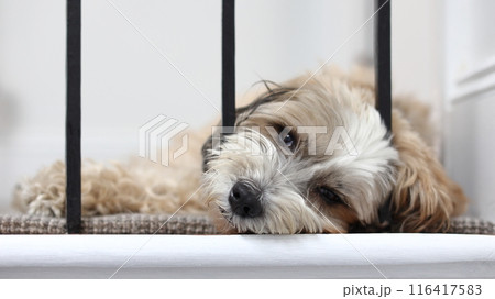 A tibetan terrier dog is seen resting.  Tibetan terriers originated in Tibet.  However, despite their name they are not a member of the terrier fam 116417583