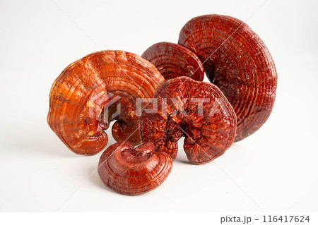 Dried lingzhi mushroom with capsule drug, alternative medicine herbal organic herb. Dried lingzhi mushroom with capsule drug, alternative medicine herbal organic herb. 116417624
