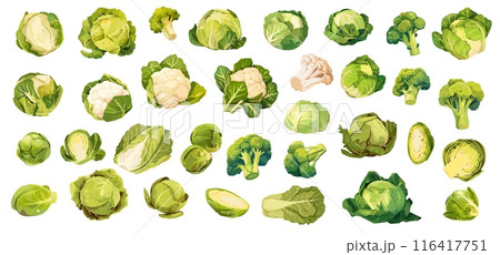 Cartoon cabbages set. Green cabbage vegetable cauliflower brussels sprouts broccoli, organic farm food leaf vector illustration 116417751