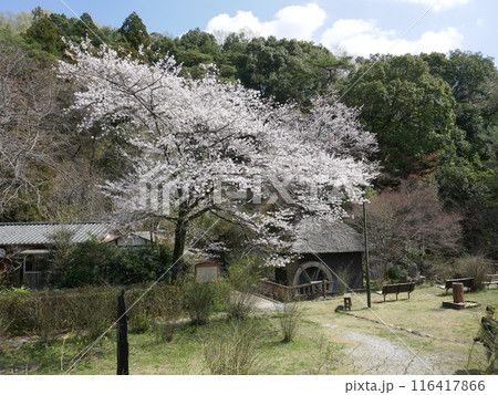 山吹の里 (埼玉県越生町) 山吹の里 (埼玉県越生町) 116417866