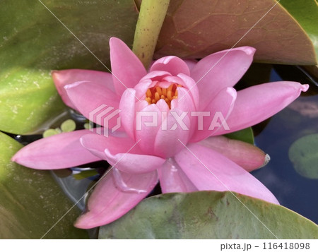 ピンク睡蓮花 116418098