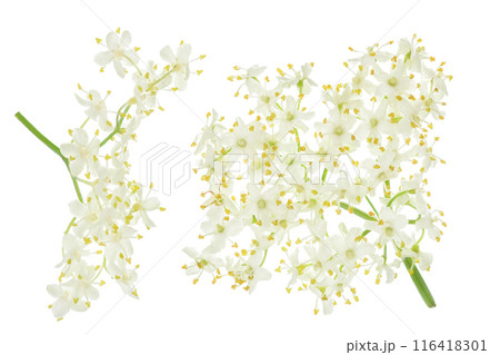 Elderberry flower or Sambucus nigra isolated on a white background. Elderberry flower or Sambucus nigra isolated on a white background. 116418301