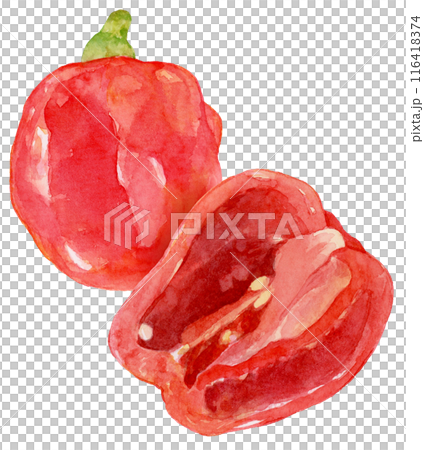 Watercolor illustration of habanero cut in half Watercolor illustration of habanero cut in half 116418374
