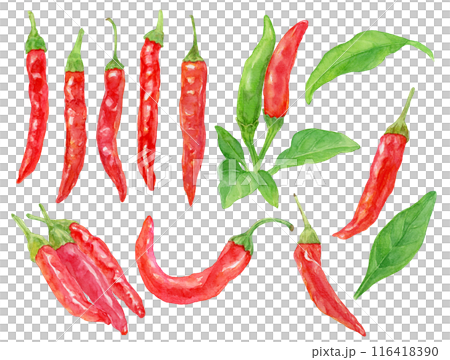 紅辣椒鷹爪水彩插圖集 116418390
