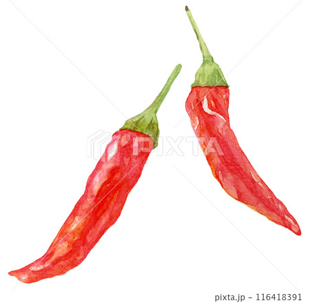 鷹の爪 水彩のイラスト素材 [116418391] - PIXTA