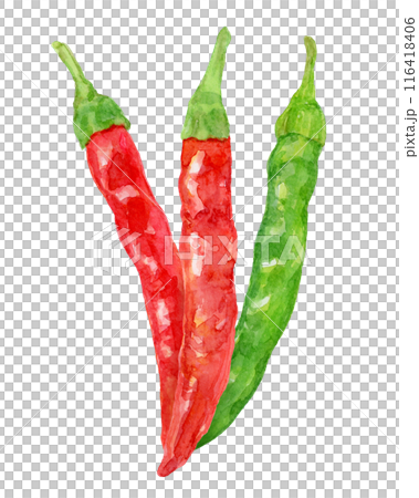 Two-colored chili pepper watercolor illustration 116418406