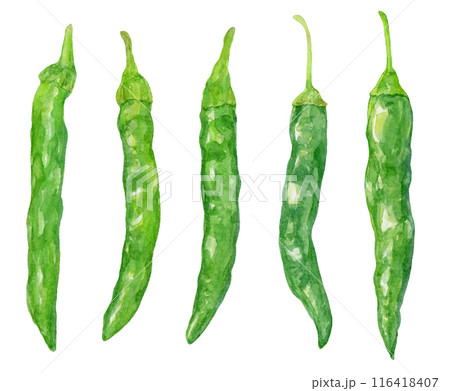青唐辛子の水彩イラスト　セット 116418407
